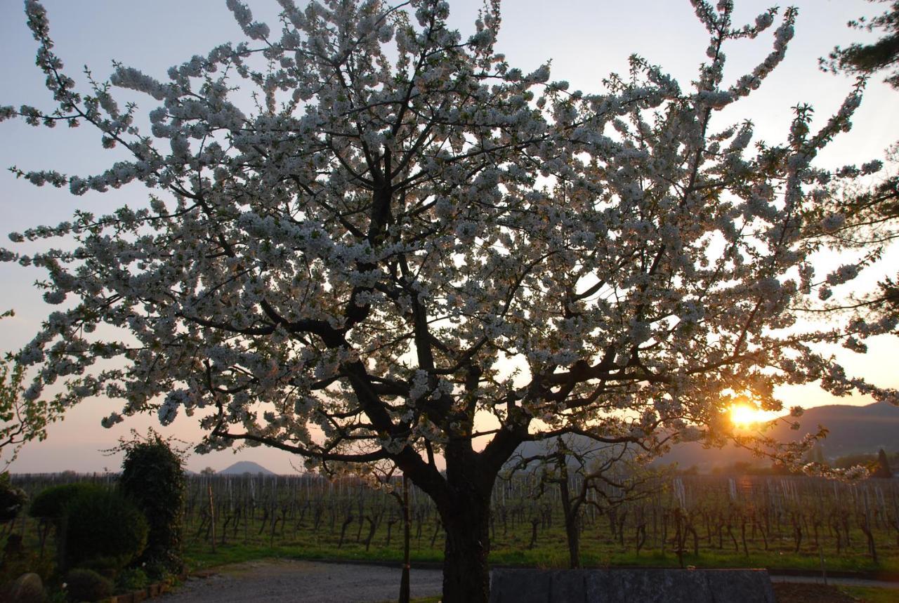 Gartenhaus Am Weinberg Bochingen Екстер'єр фото